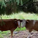 Oswald - Surrounded By Nature Appartement *